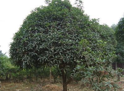 供應昆山桂花太倉桂花張家港桂花 優(yōu)選蘇州華峰苗木園